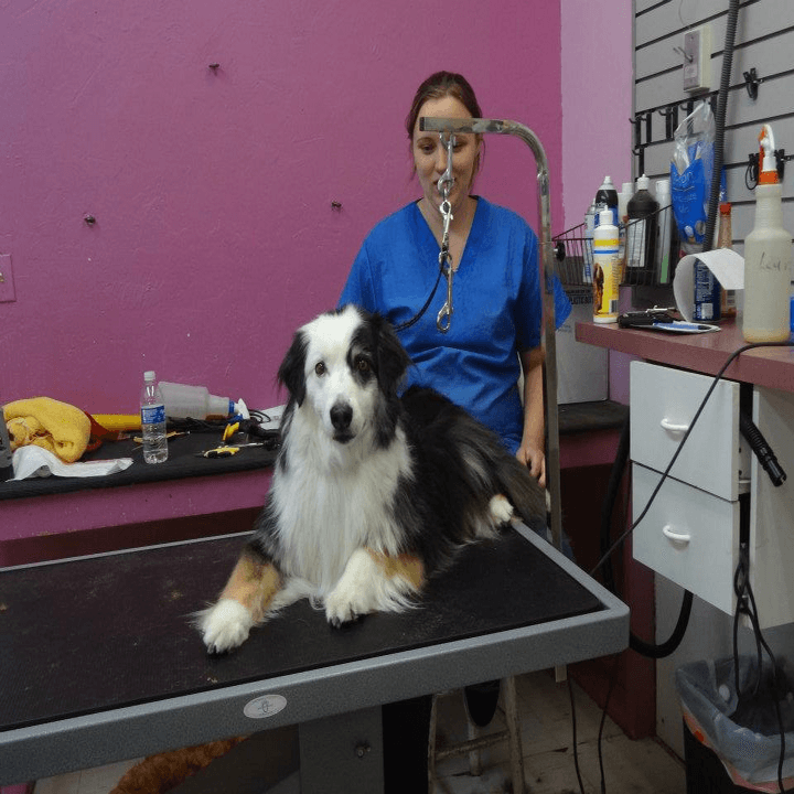 Groomingdales Pet Salon