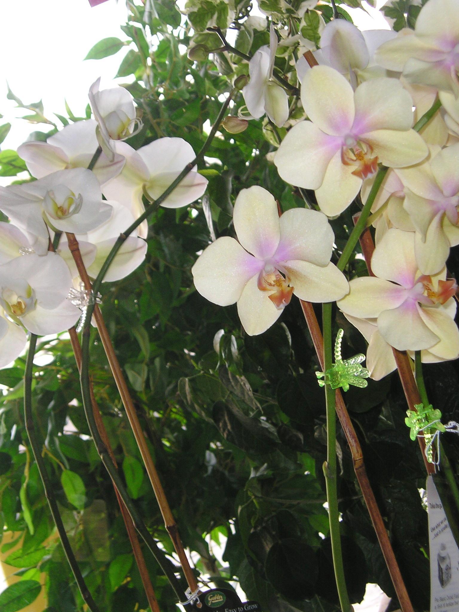 Plant Gallery Tropical Plants