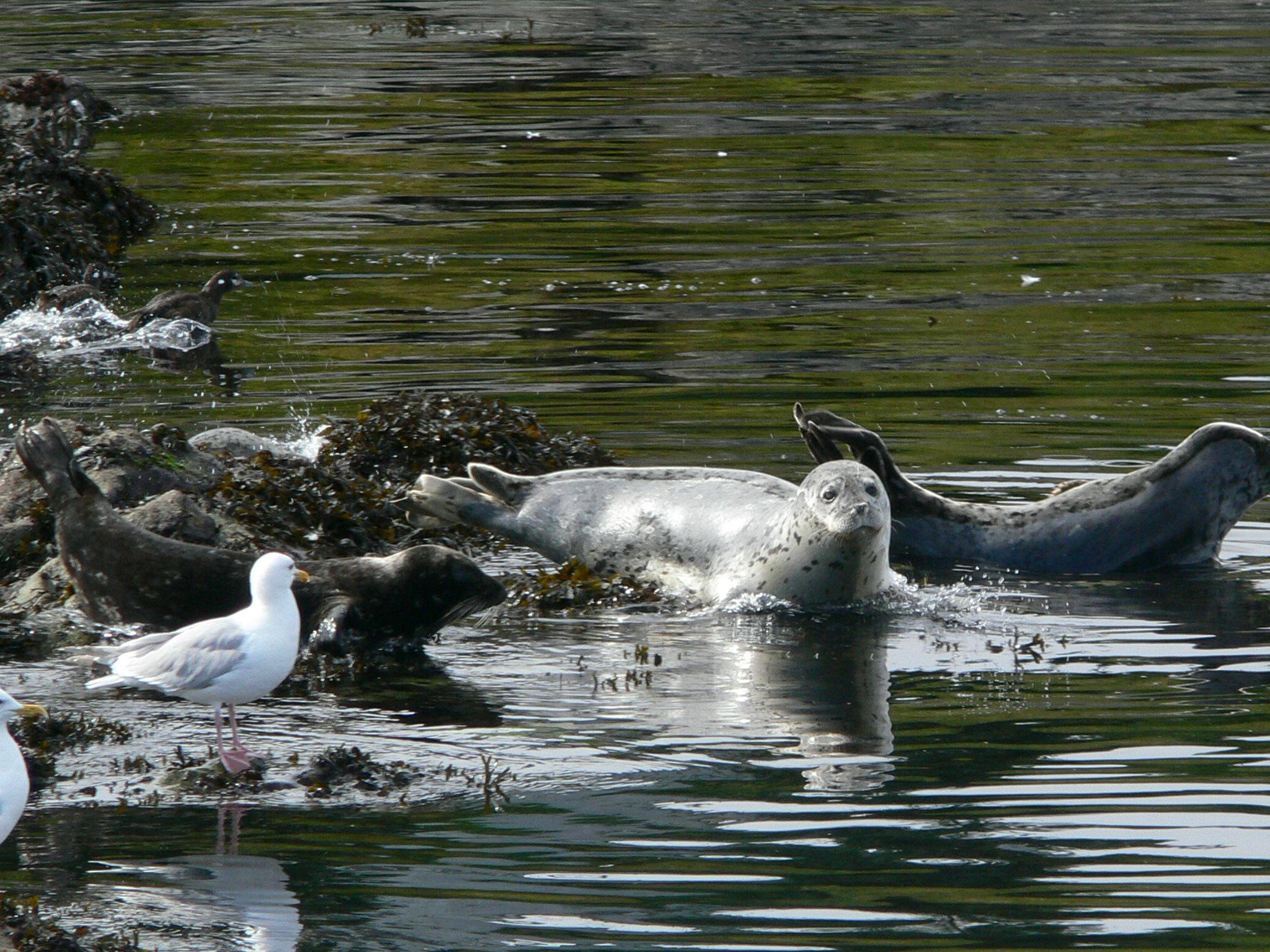 Seal Deal