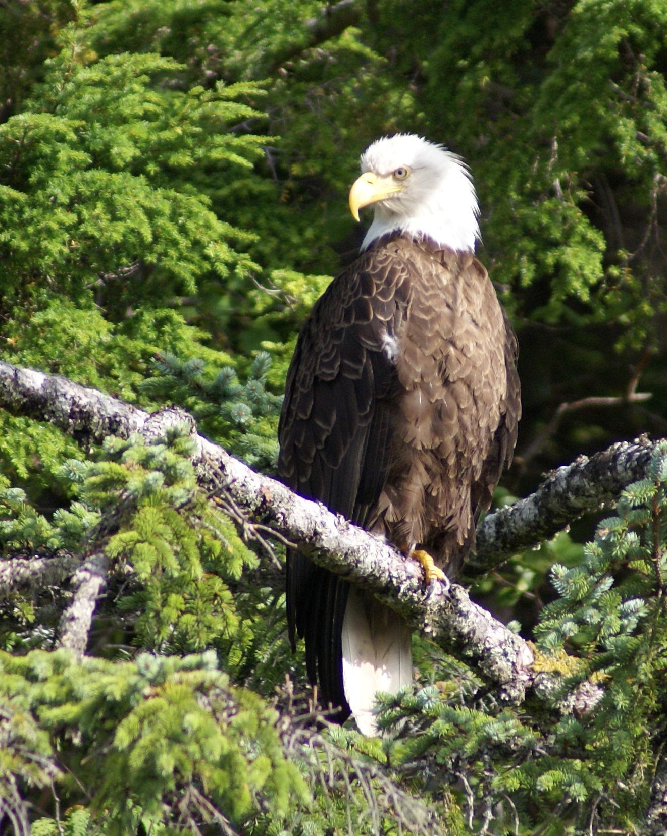 EAGLE portrait