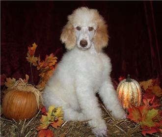 Poodle for sale in Arkansas