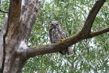 Owl at Lake Walcott