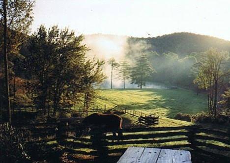 Misty Morning Beauty