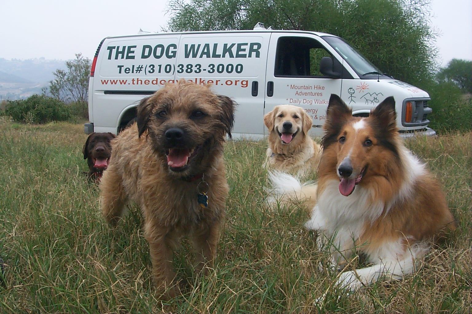 Dog Walker Van