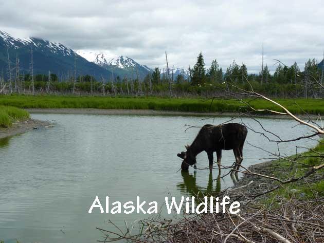 Alaska wildlife viewing tours