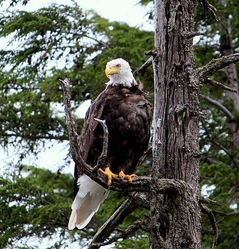 Eagle Tree