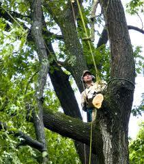 A+ Tree Service