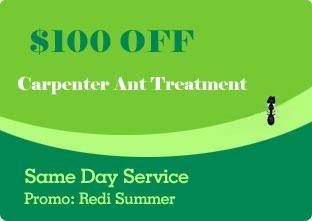 Carpenter Ant Control Coupon Seattle, WA