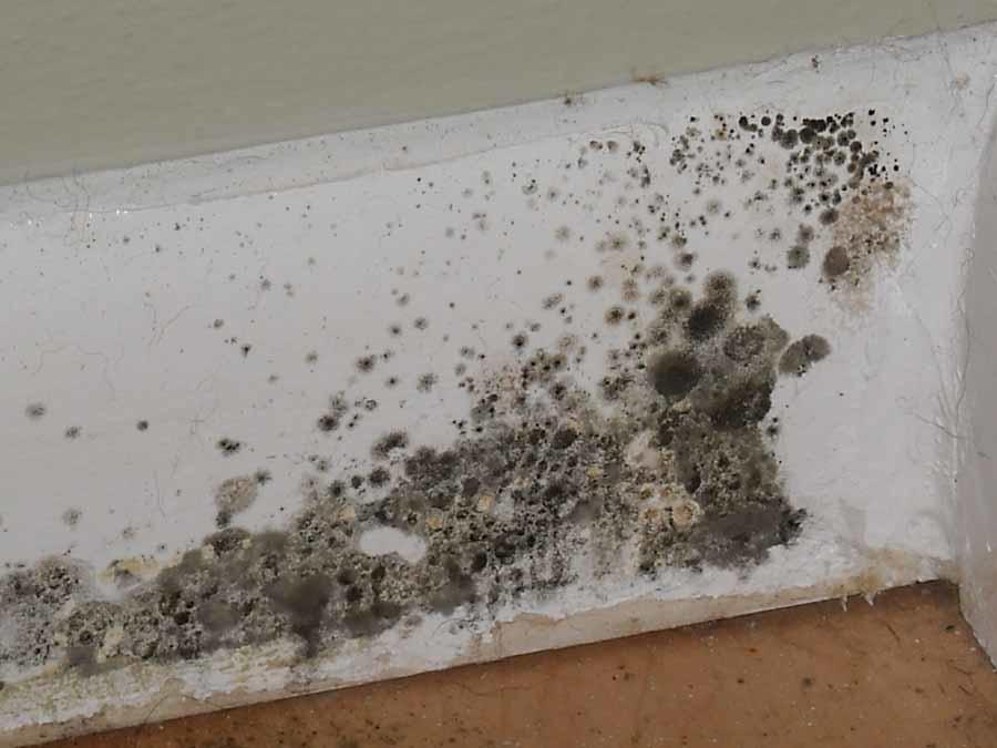 Mold exists and can grow almost anywhere.  It is important to keep low moisture and humidity levels indoors to prevent it from thriving in your home.