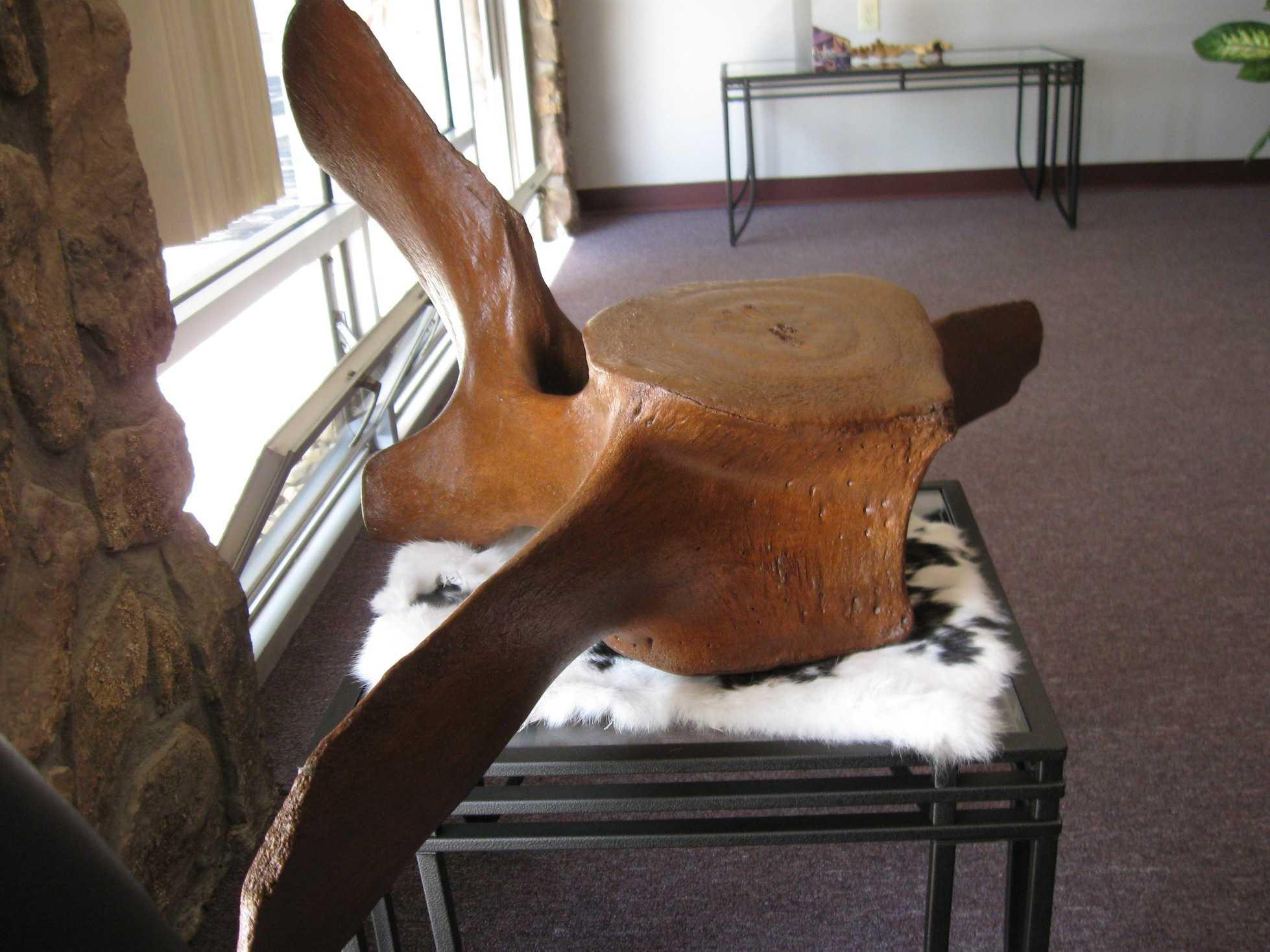 Whale Vertebrae