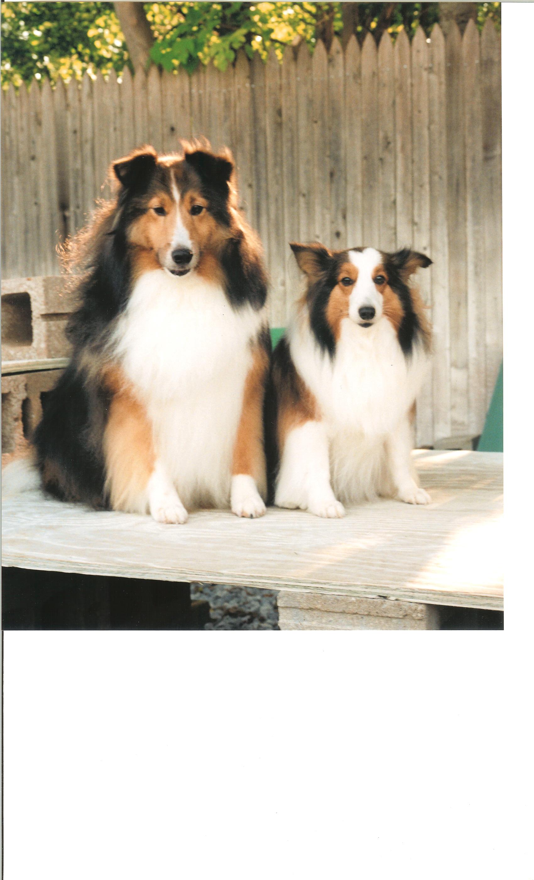 Happy Dogs at Aurora Kennel