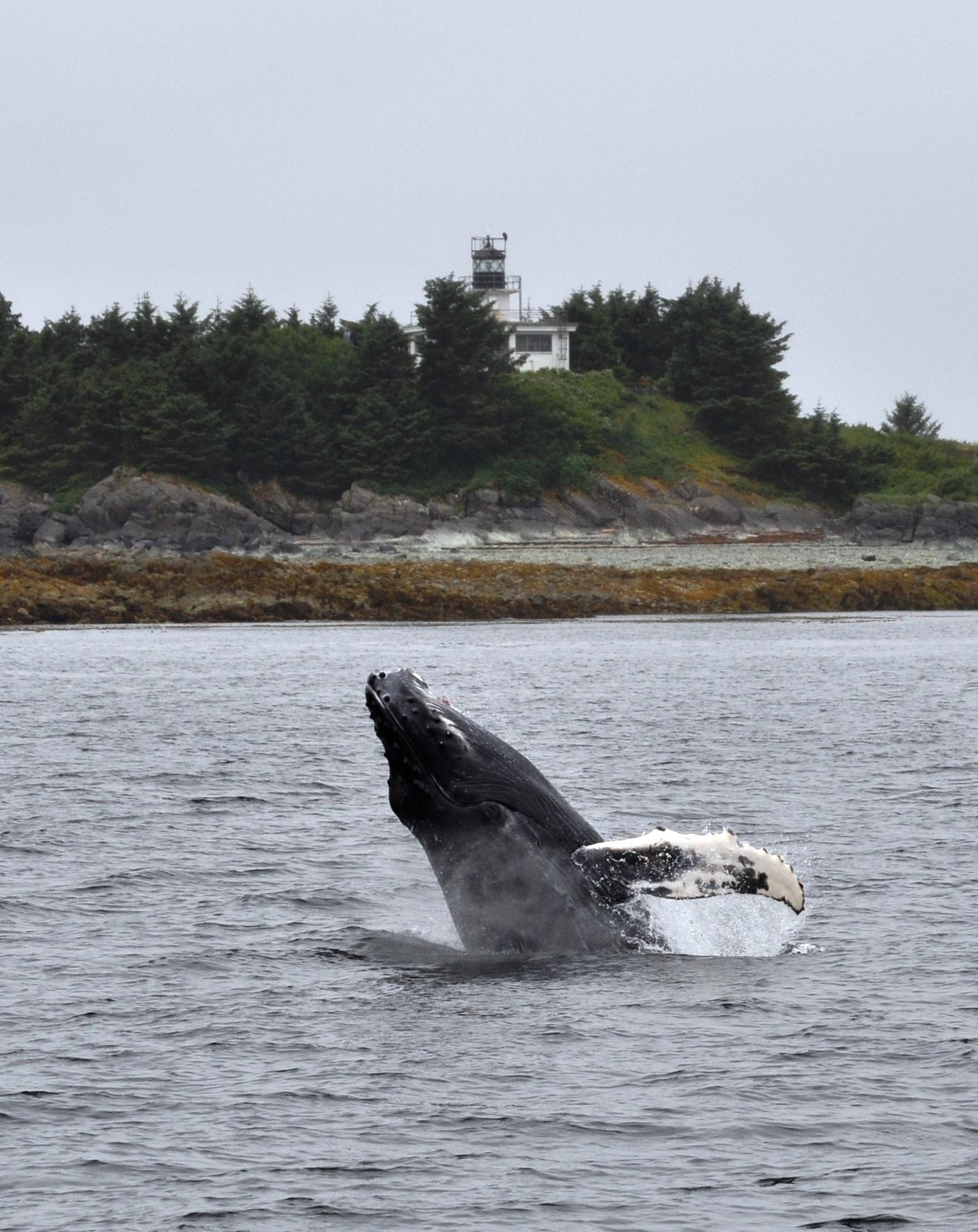 Lighthouse/Whale