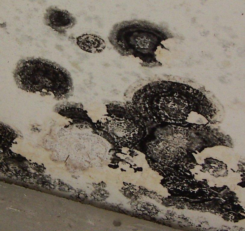 Some types of mold are known to be toxic, and can aggravate existing allergies and cause several new health concerns over long periods of inhalation.