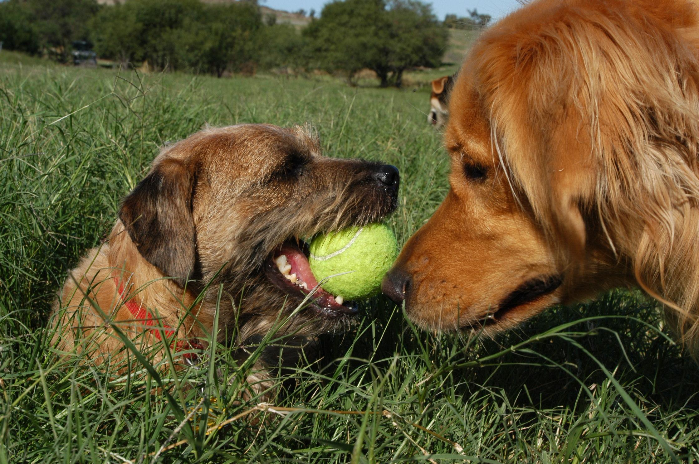 Dog Walker Friends