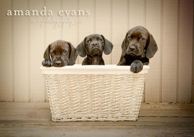 Amanda Evans Photography