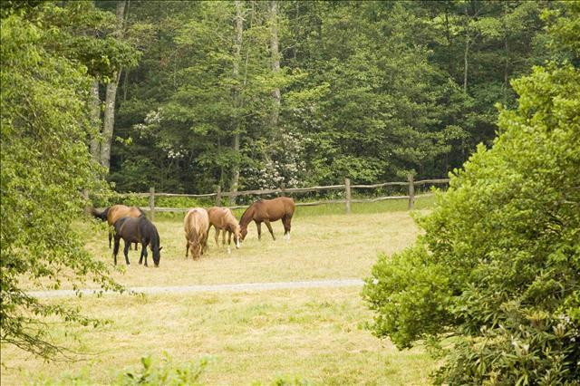 Livestock Love the Quiet Relaxation of Mountains & Meadows