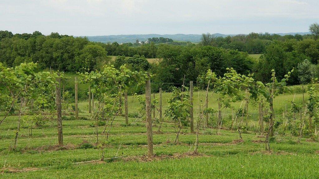 Na zdravie Vineyard and Winery