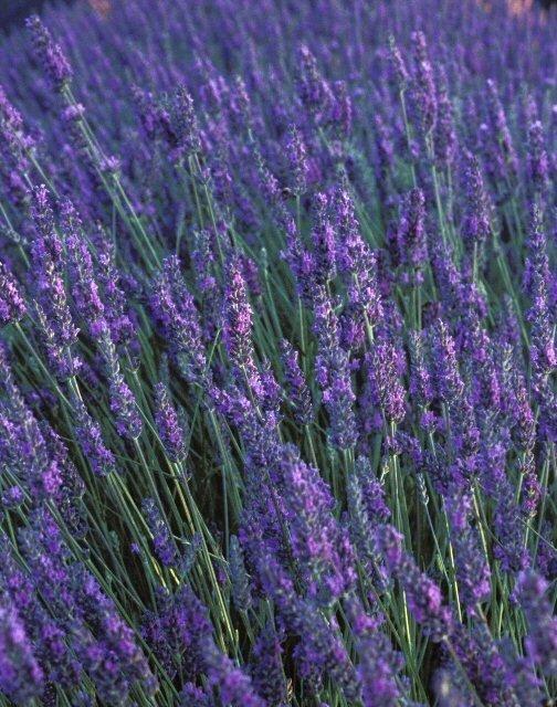 Lavender & Lemon Cleaning