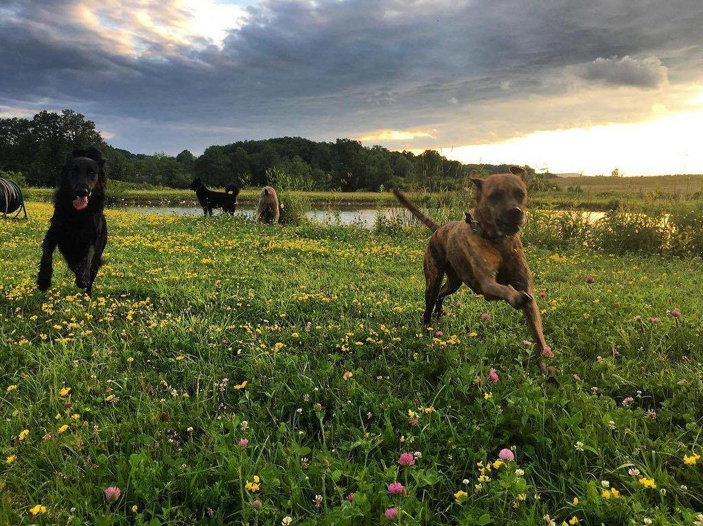 Hounds On The Hudson