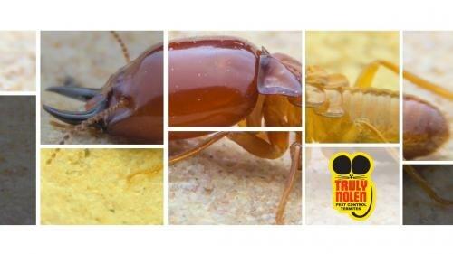 Truly Nolen Pest & Termite Control of Mansfield