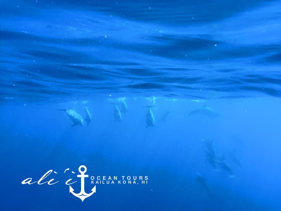 Ali'i Ocean Tours