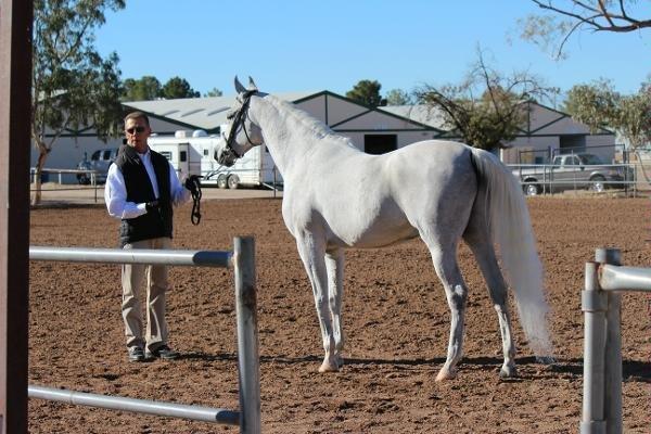 El Moro Egyptian Arabians