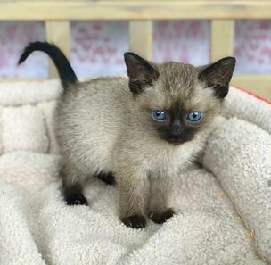 Siamese Cattery