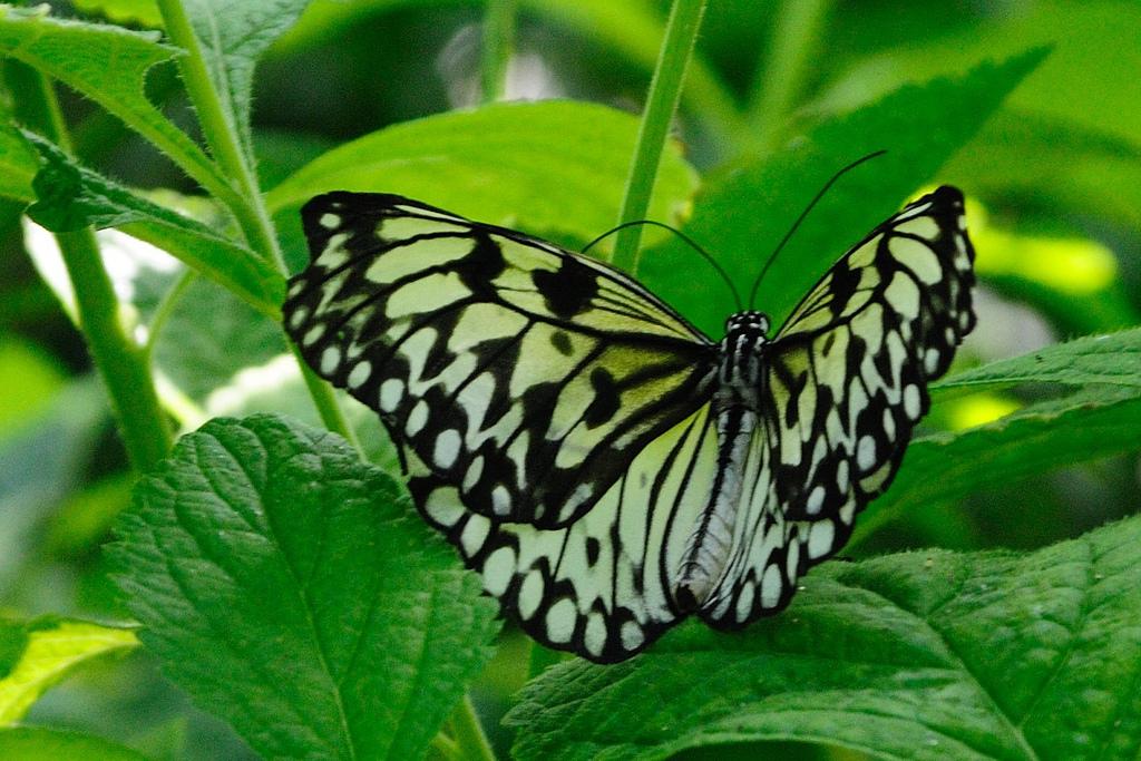 Sophia M Sachs Butterfly House