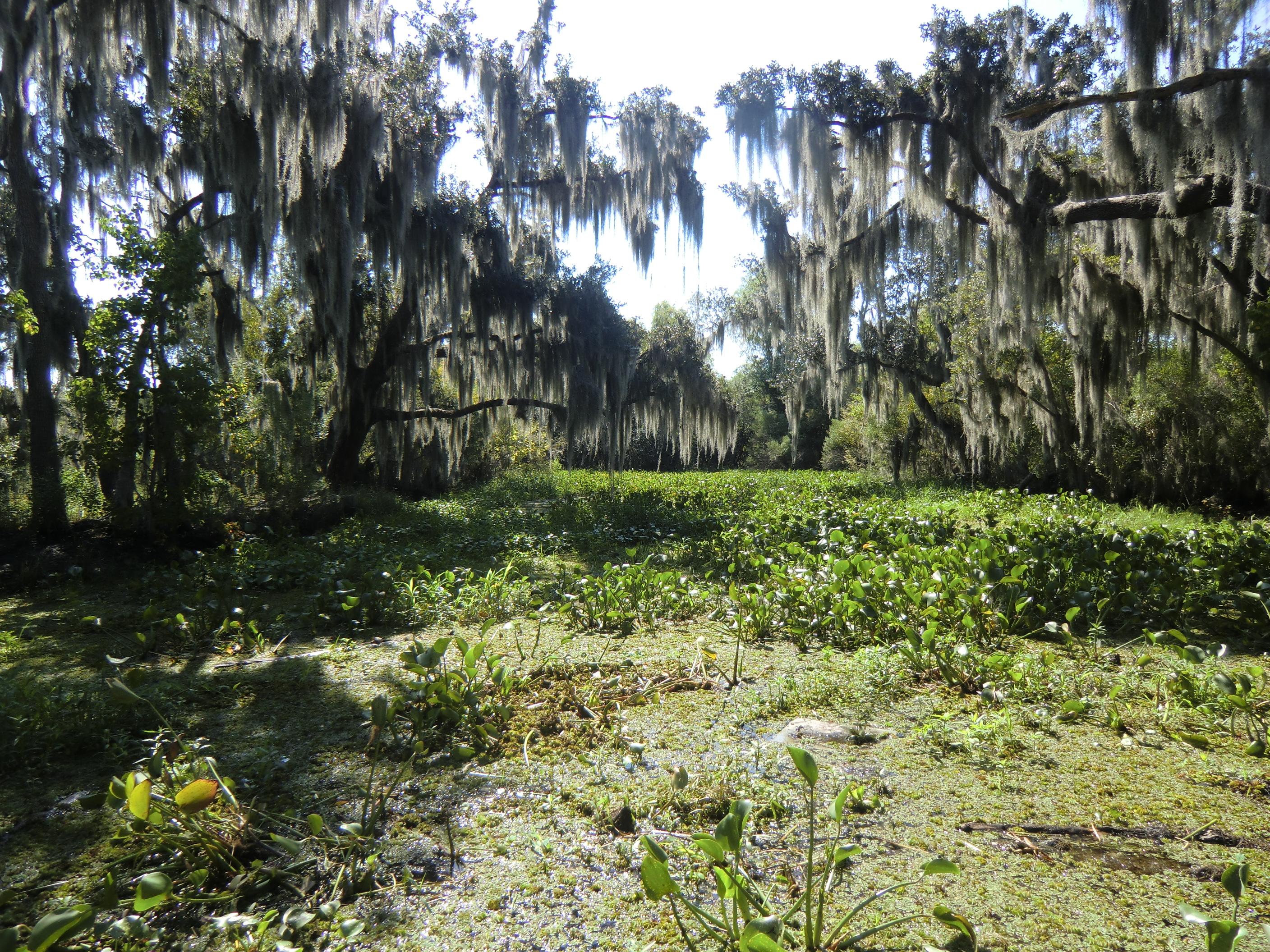 Airboat Tours