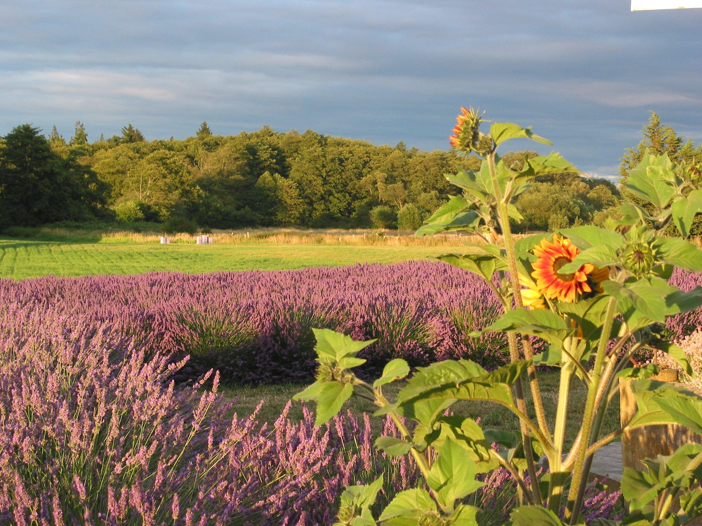 Jardin du Soleil