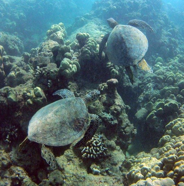 Hanauma Bay Private Dive Tours