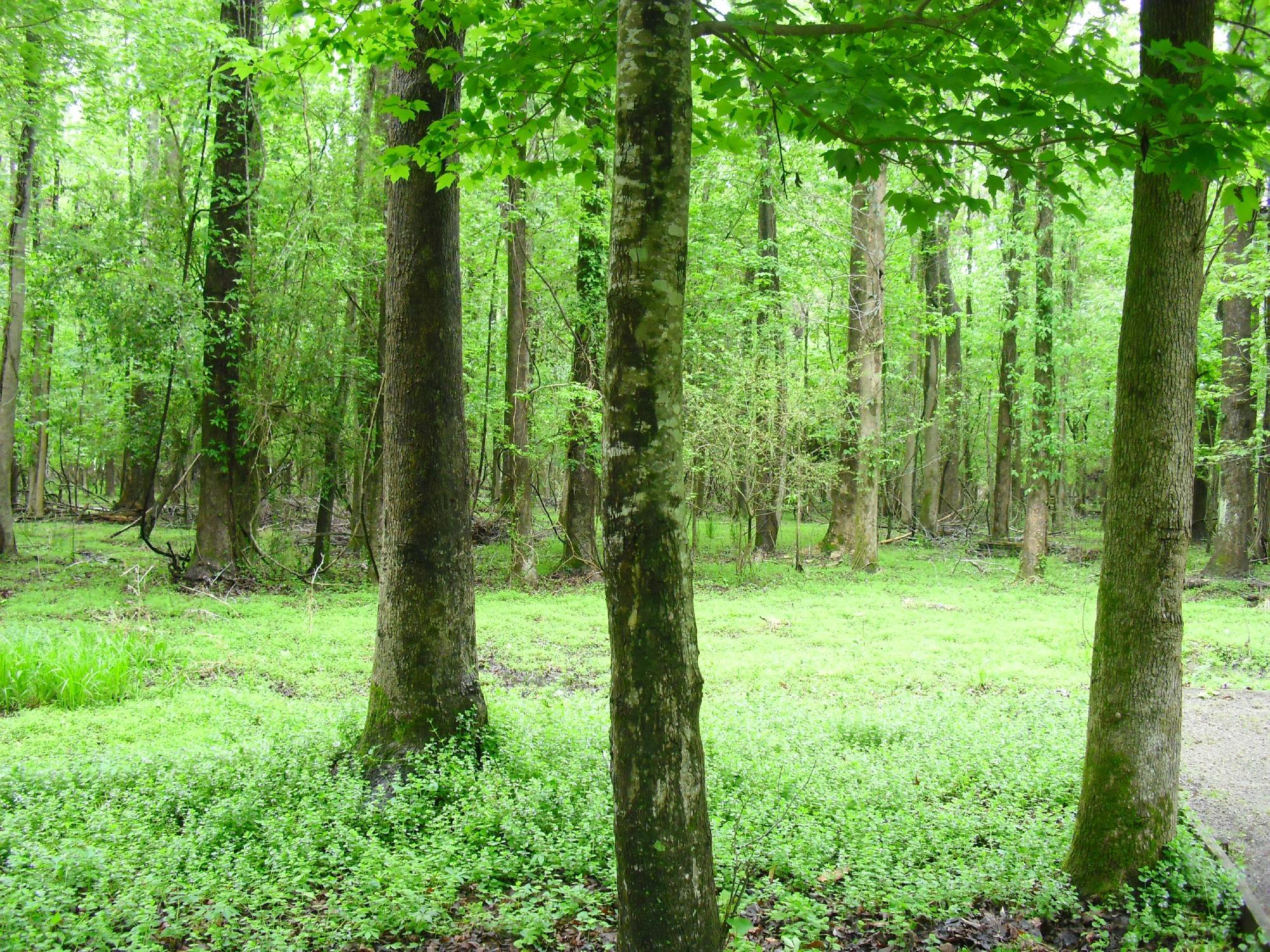 Pettigrew State Park