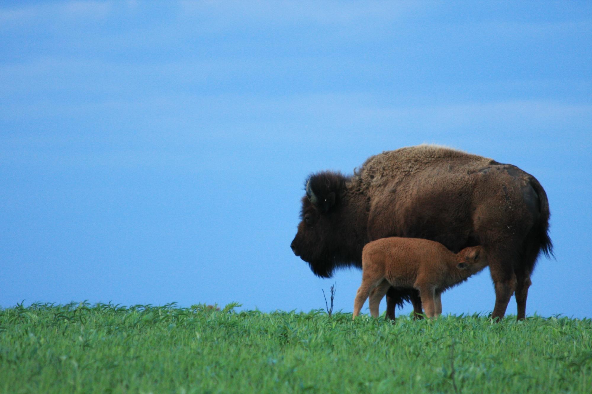 Neal Smith National Wildlife Refuge