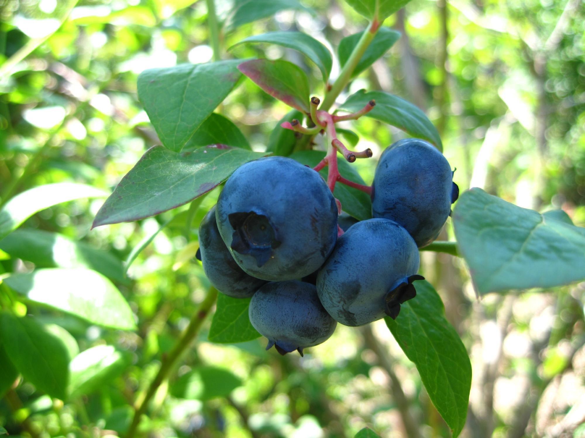 Stateline Blueberries