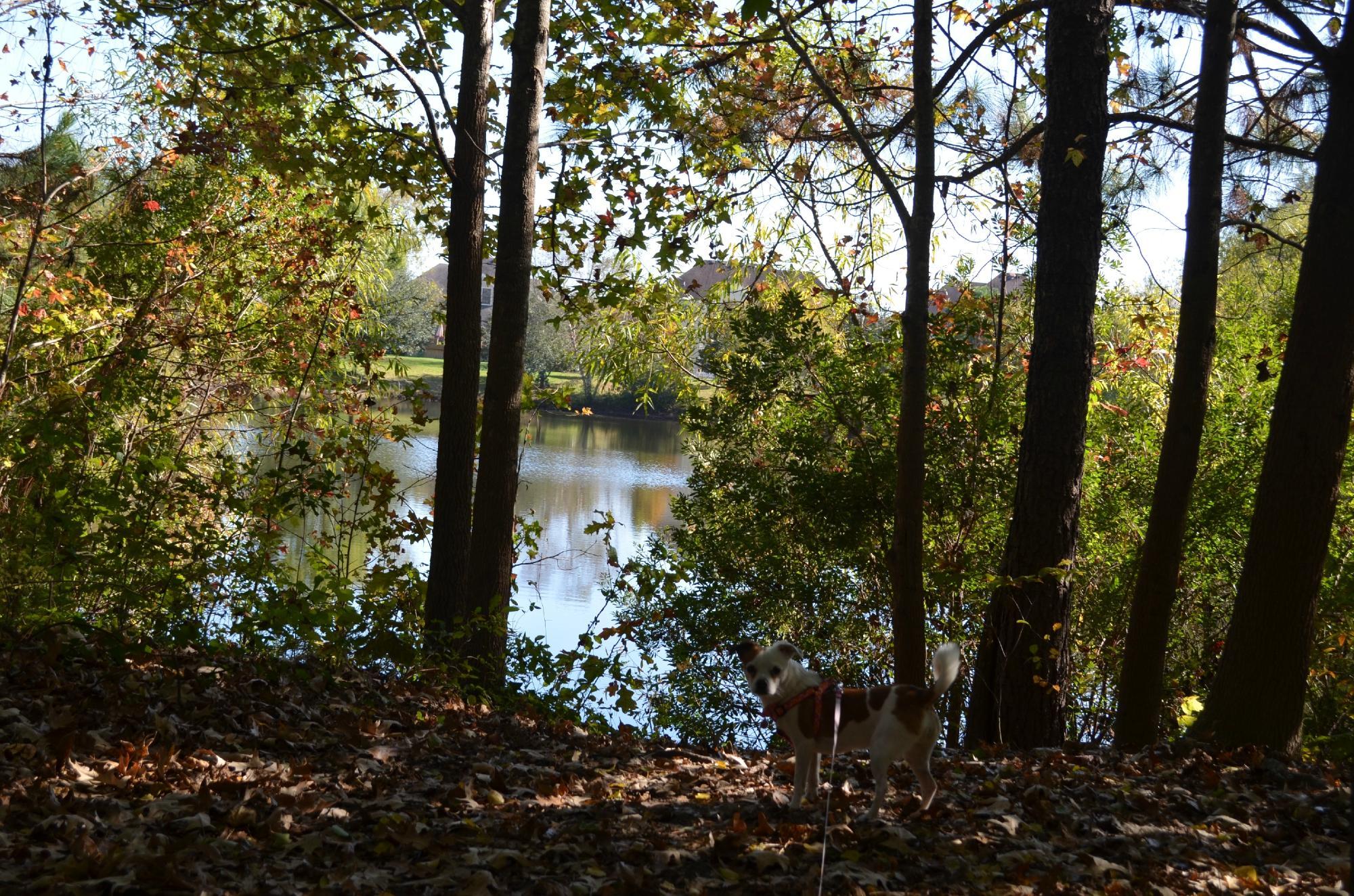 Chesapeake Arboretum