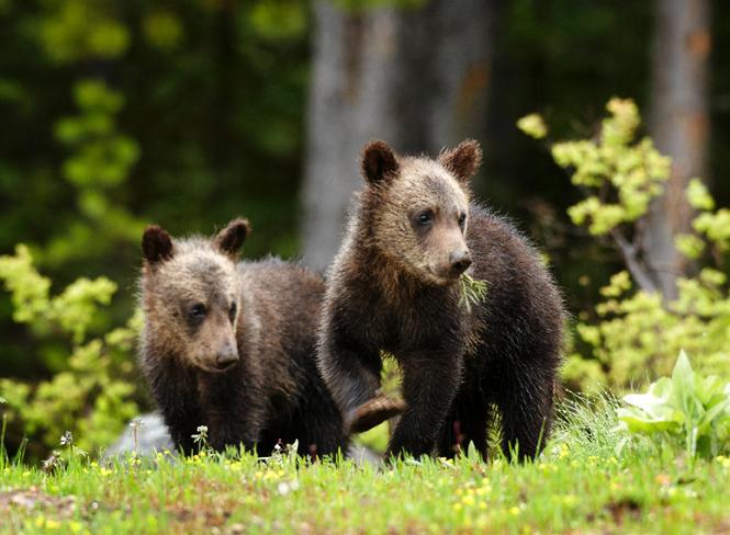 Backcountry Safaris