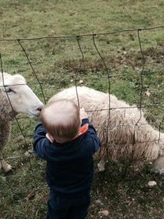 Benner's Farm