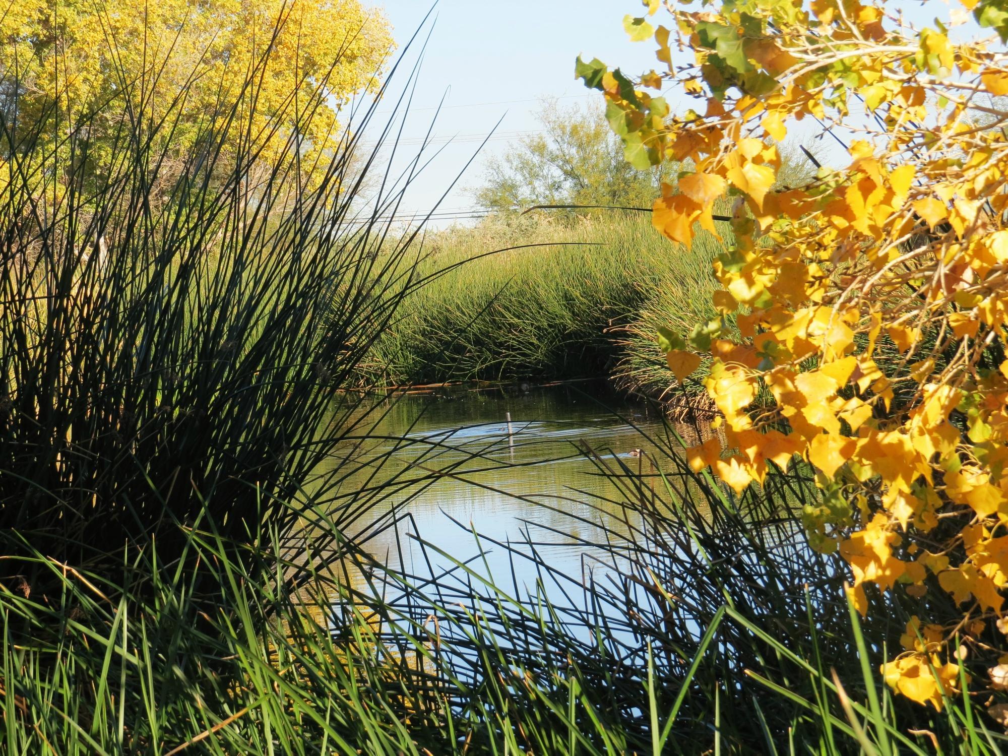 Sweetwater Wetlands Park