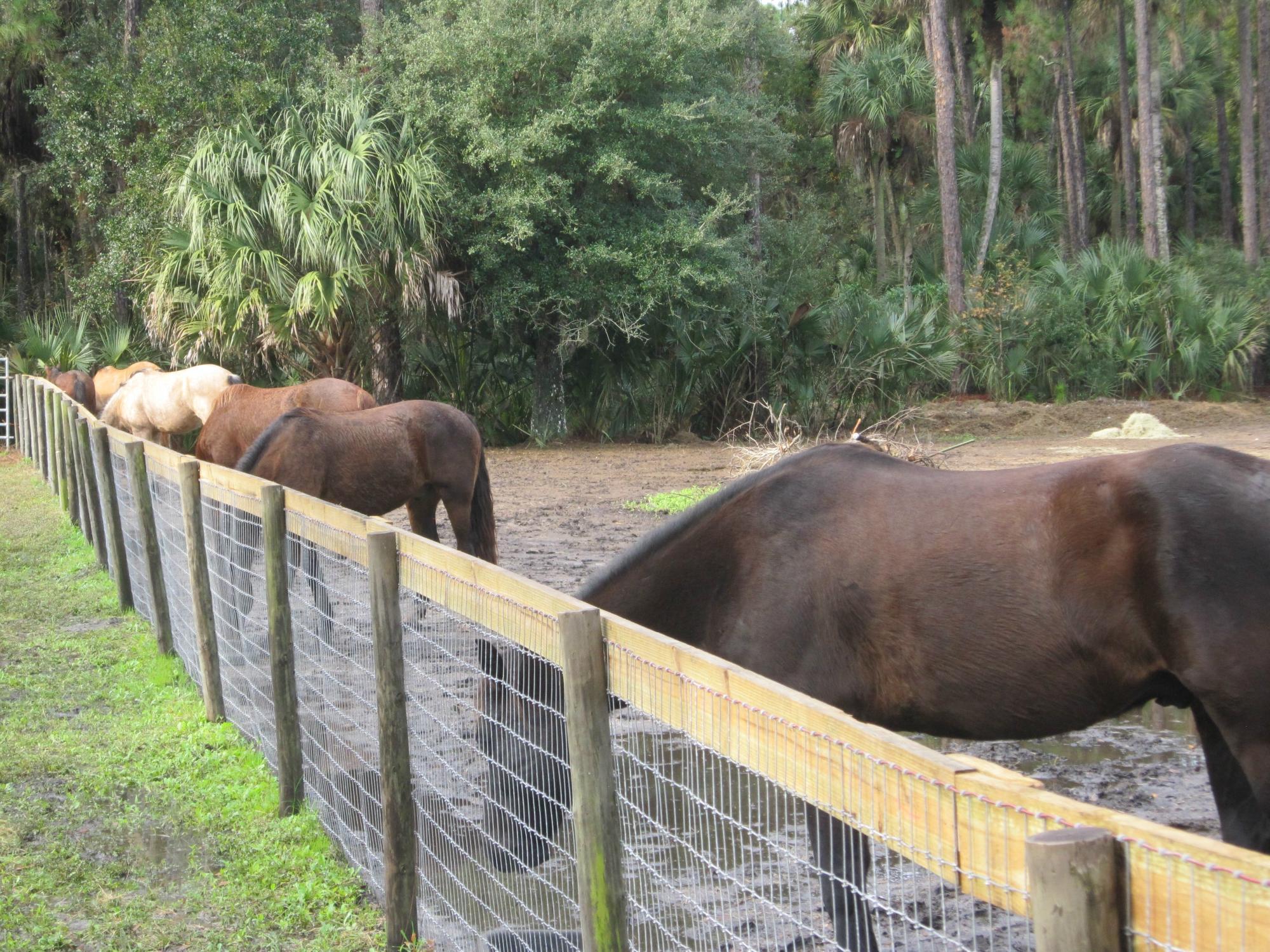 Wild Horse Rescue Center