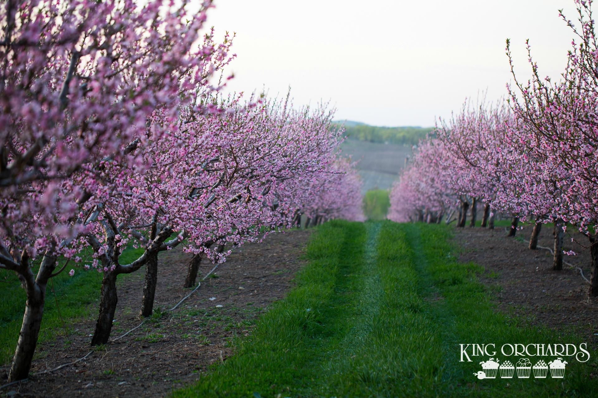 King Orchards