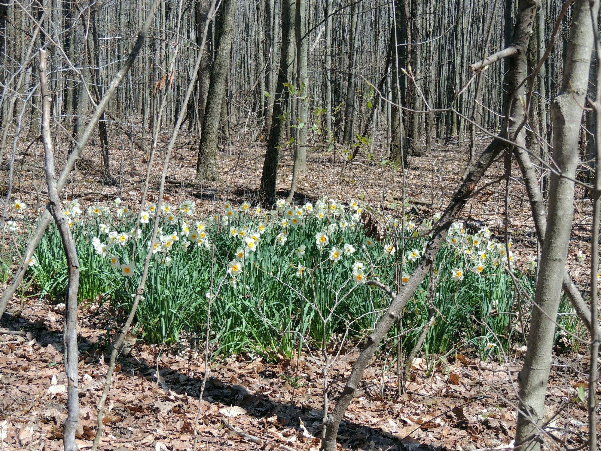 Furnace Run Metro Park