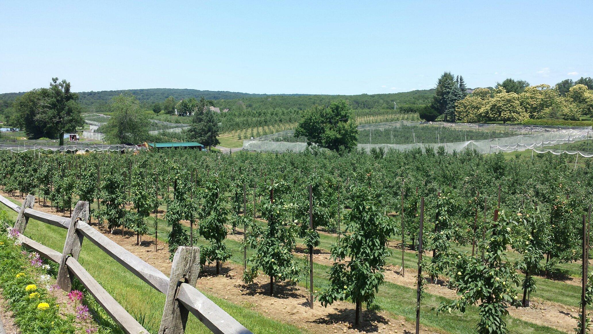 Belltown Hill Orchards