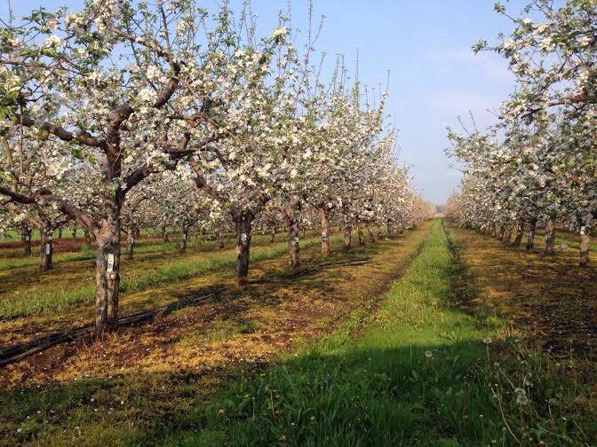 Leaman's Green Applebarn