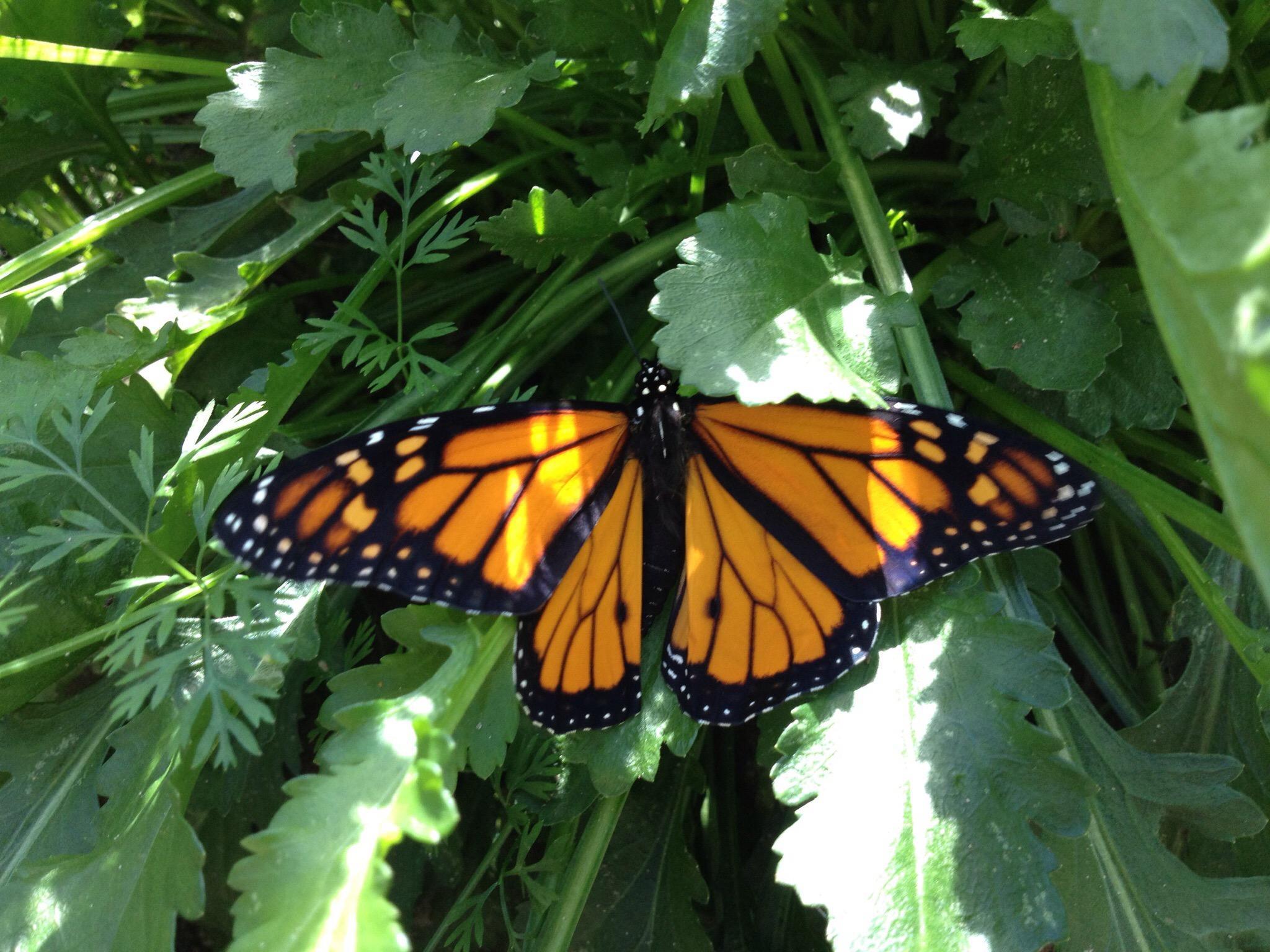 Minna Anthony Common Nature Center