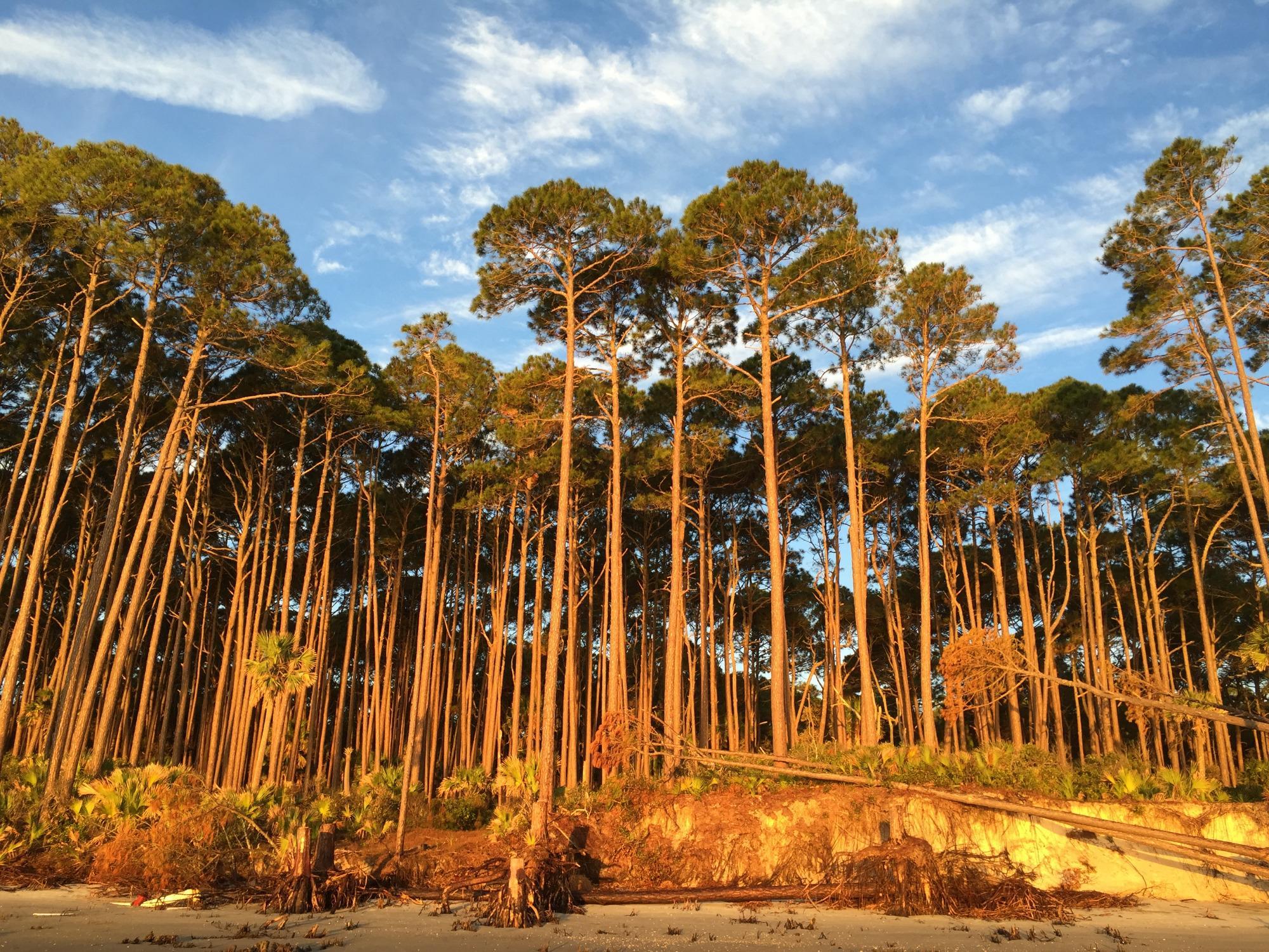 Hunting Island State Park