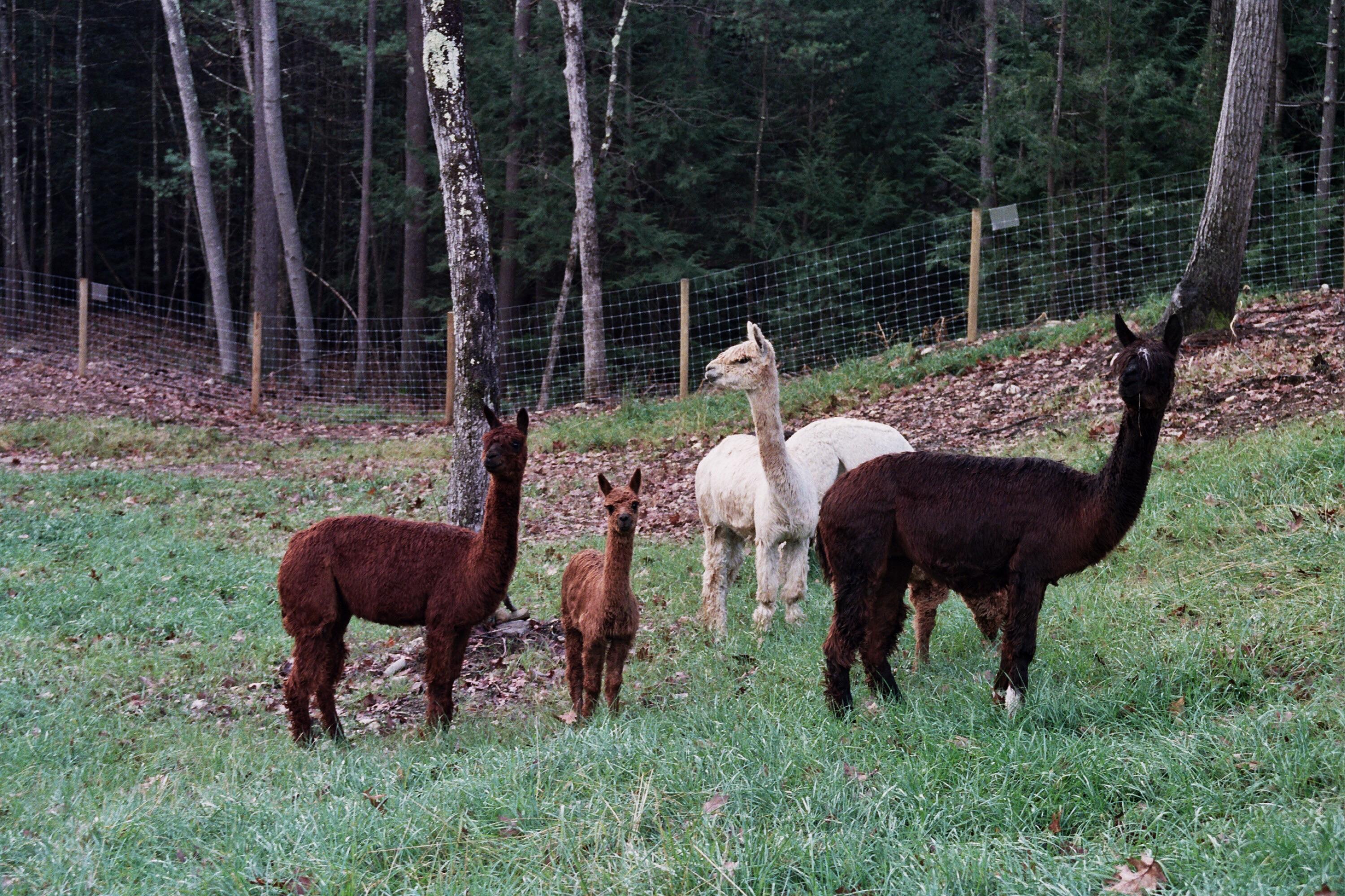 Snow Pond Farm