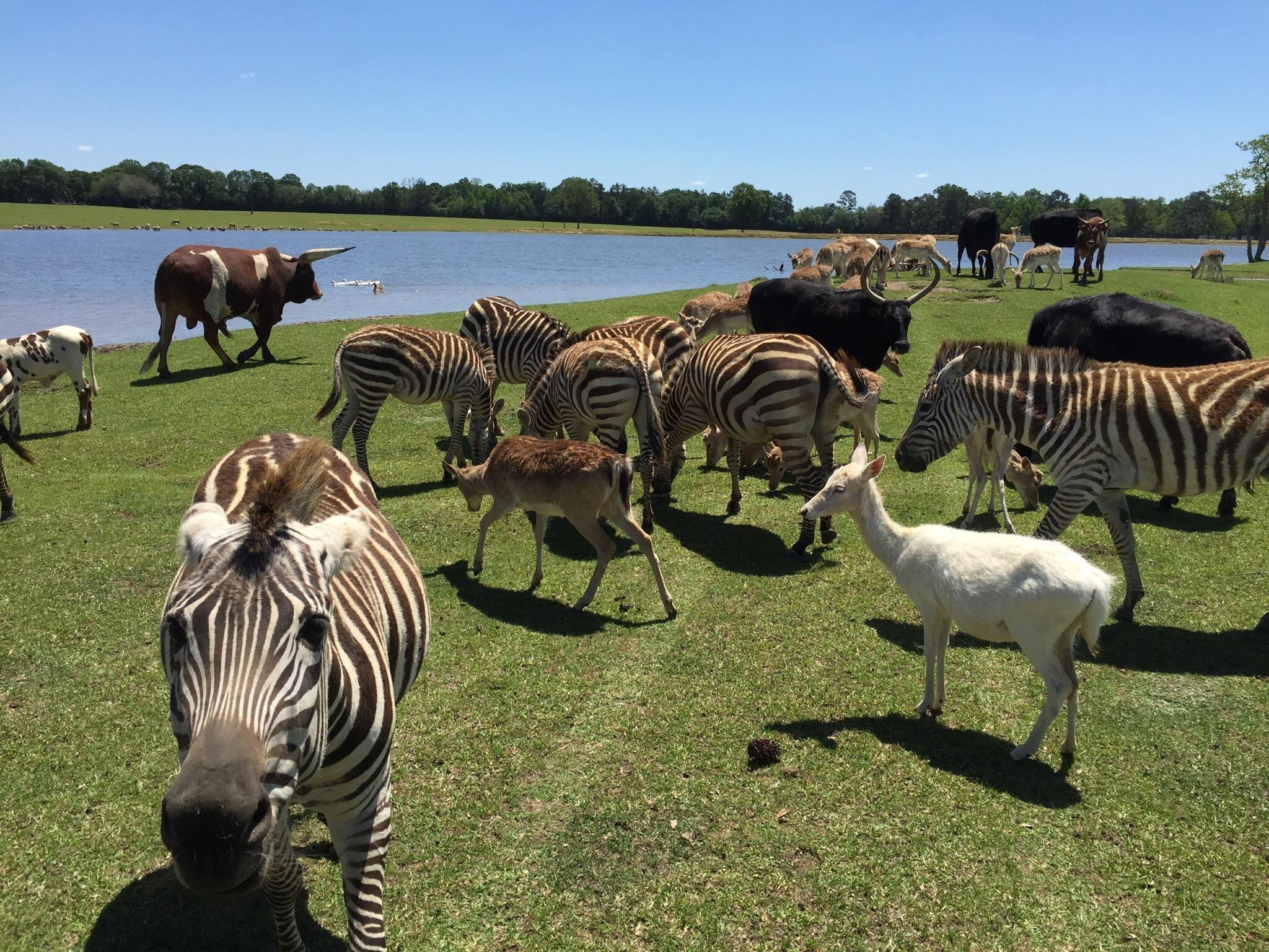 Global Wildlife Center