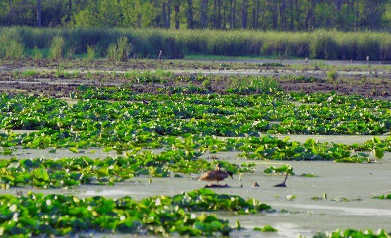 Lynde Shores Conservation Area