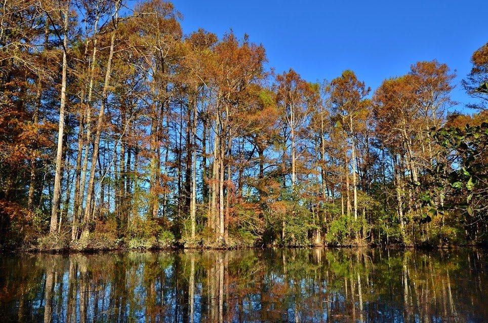 Robertson Millpond Preserve