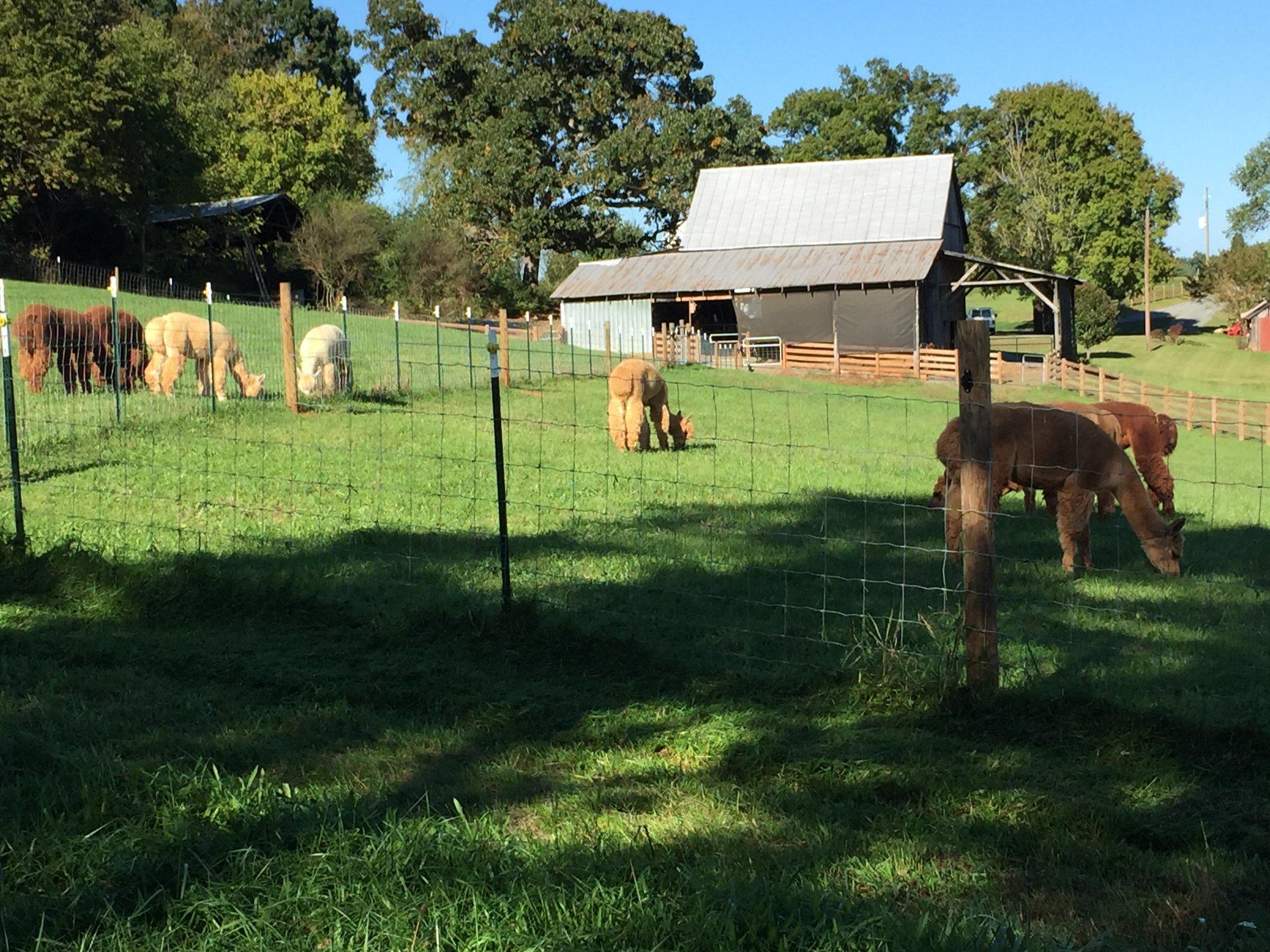 Pacabella Farm Alpacas & Boutique